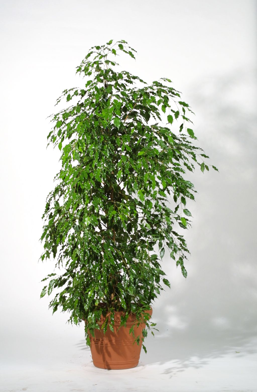 Ficus Benjamini, Multistamm, Topf anthrazit 1,80m-2,00m